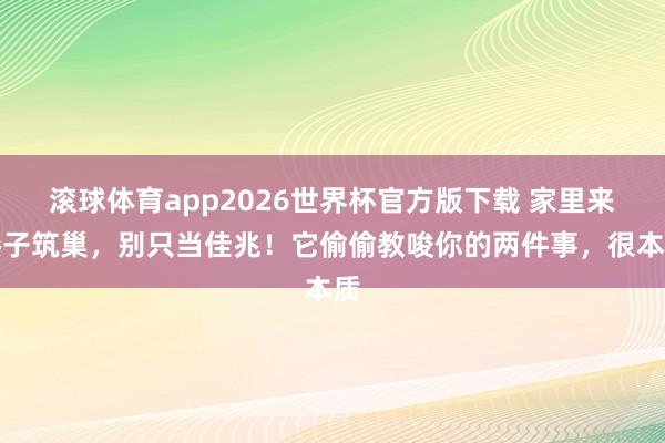 滚球体育app2026世界杯官方版下载 家里来燕子筑巢,别只当佳兆!它偷偷教唆你的两件事,很本质